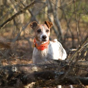 Denmark Feist type of dog