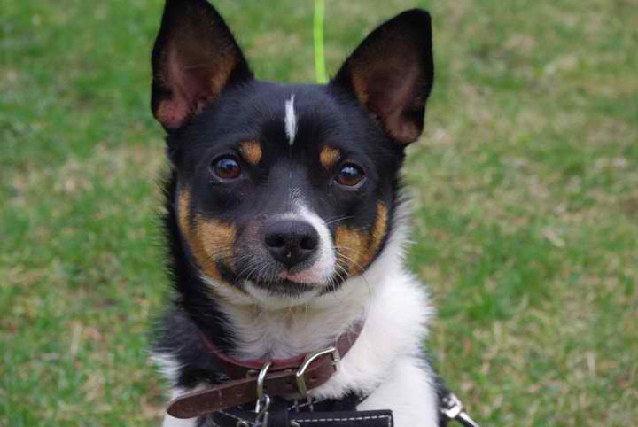 Portrait of 8 month old Toy Rat Terrier.