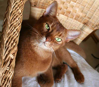 Abyssinian