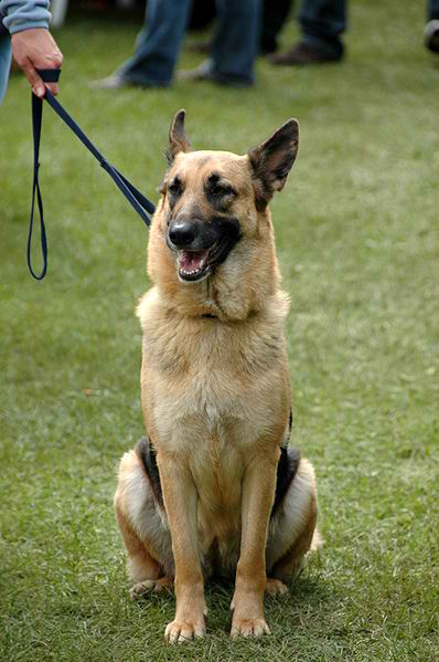 German Shepherd