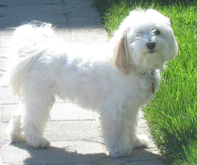 White Bichon Havanais