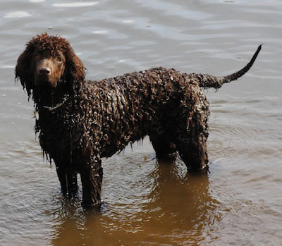 Irish Water Spaniel