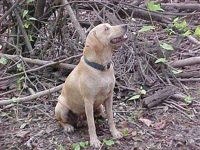 Kemmer Stock Hybrid Squirrel Dog