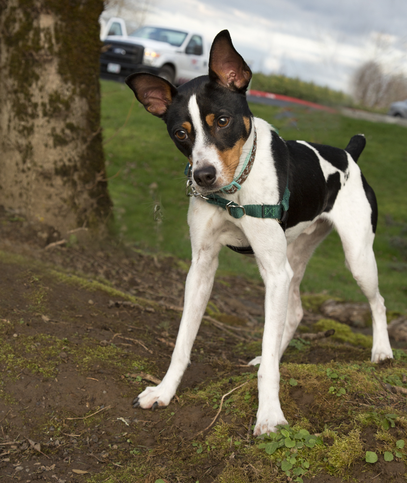 small short legged terrier