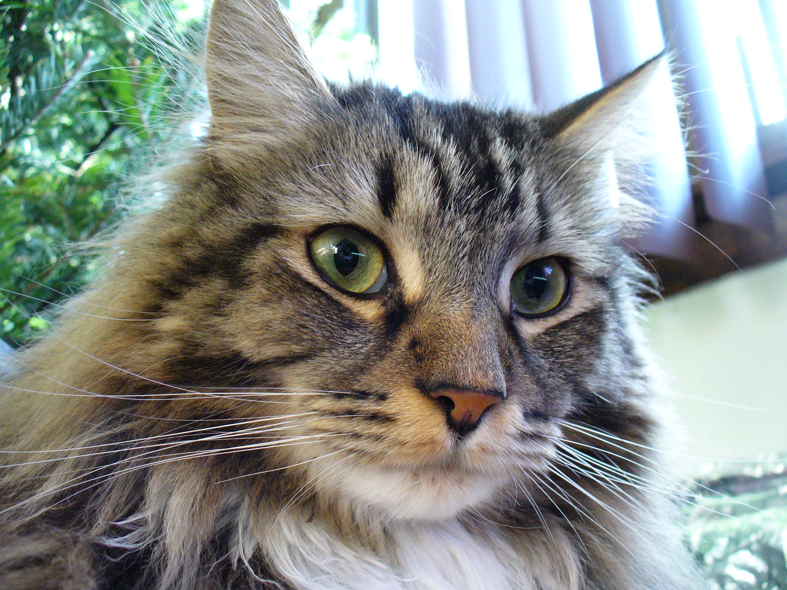 Maine Coon