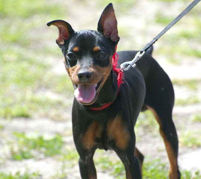 A Miniature Pinscher with black and tan colors