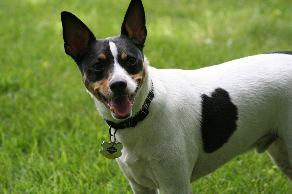 Short Legged Rat Terrier