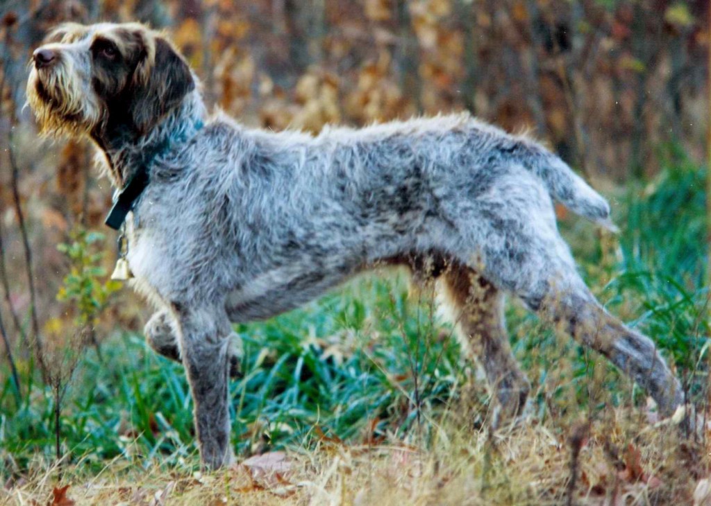 Brown roan Spinone italiano