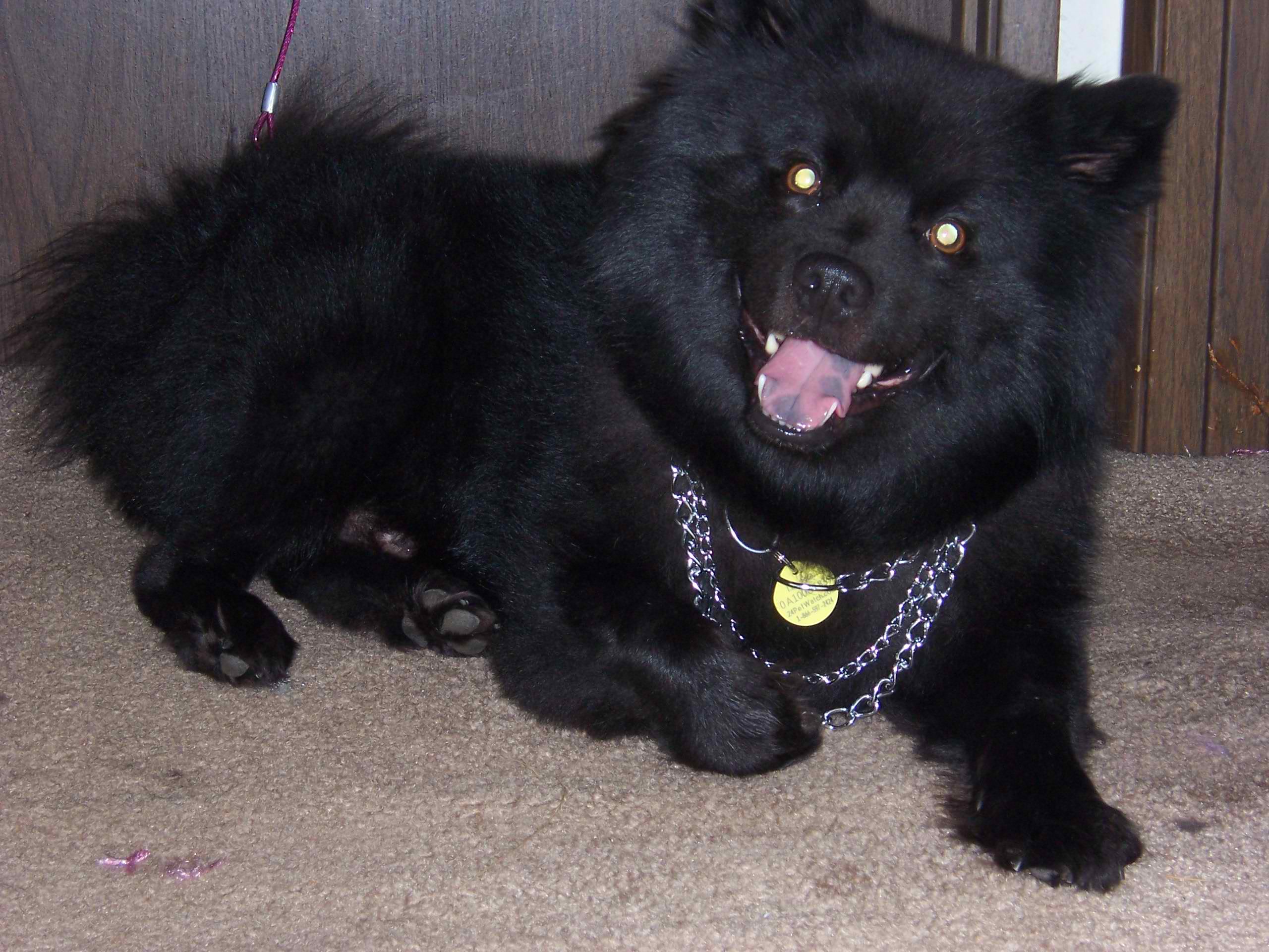 Black Swedish Lapphund Smiling To The Cam Pet Advisor