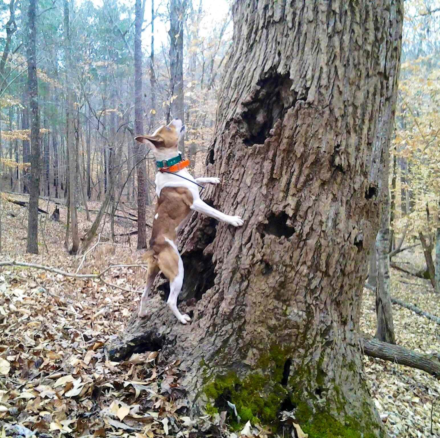 American Treeing Feist Dog Breed Guide Pet Advisor