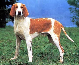 Grand anglo-français blanc et orange GREAT ANGLO-FRENCH WHITE AND ORANGE HOUND