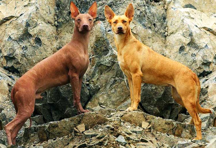 Hairless-and-coated-Peruvian-Inca-Orchid