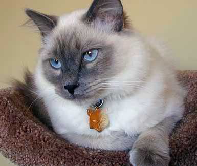 Siamese