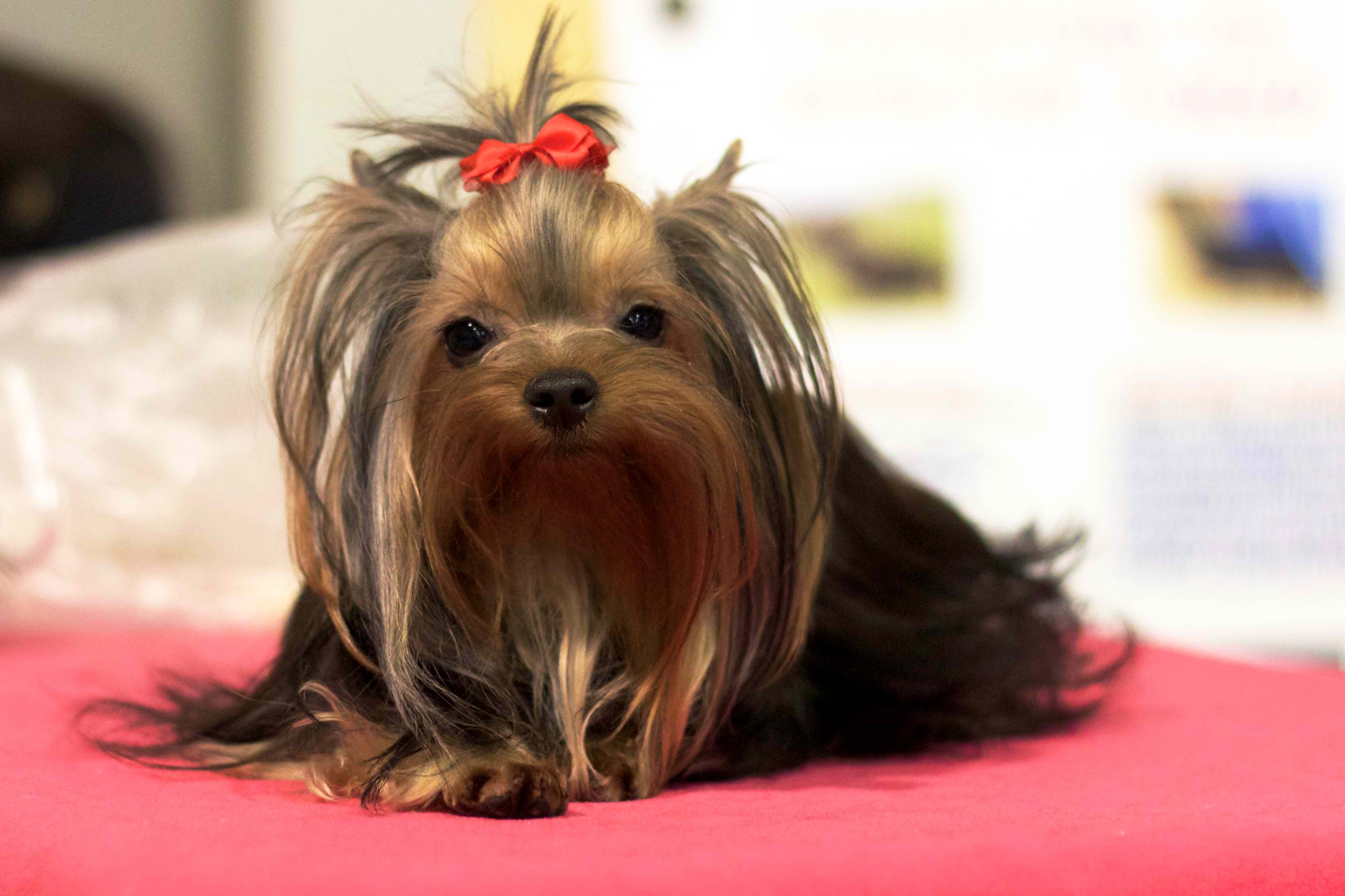 Yorkshire Terrier