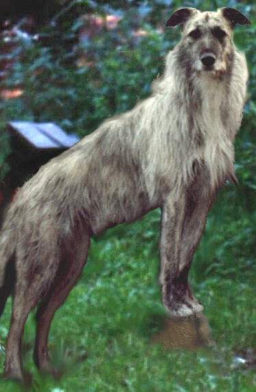 Longhaired Lurcher at the garden