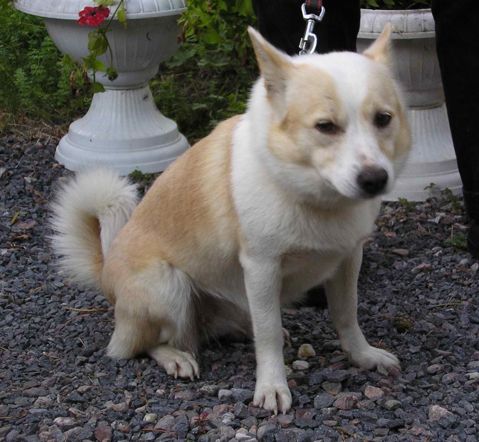 Short Haired Icelandic Sheepdog Dog Breed Guide Pet Advisor