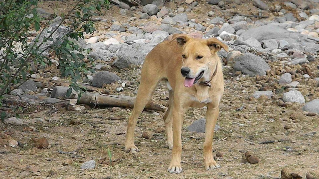 Border Cur dog breed